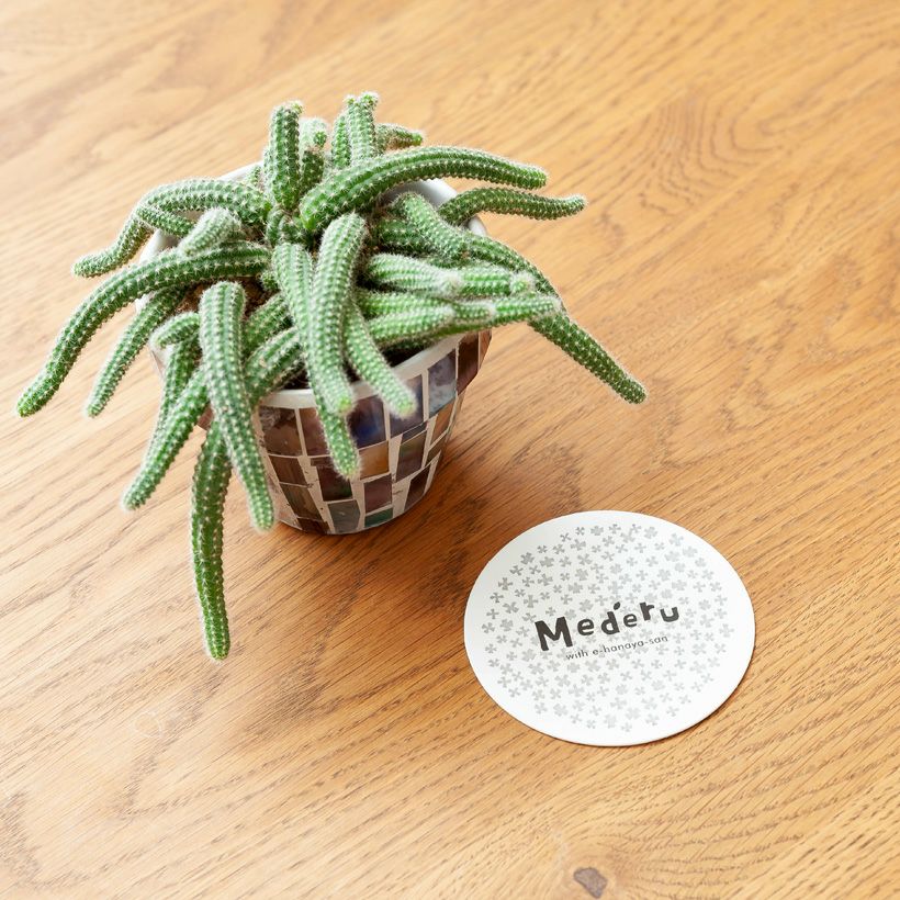 斑入り 白檀 ビャクダン サボテン　1 ❀262 白檀の生長記録 2022.08.14更新｜🍀GreenSnap（グリーンスナップ）