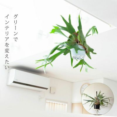 どどん！力強いビジュアルの鹿角シダ（コウモリラン）