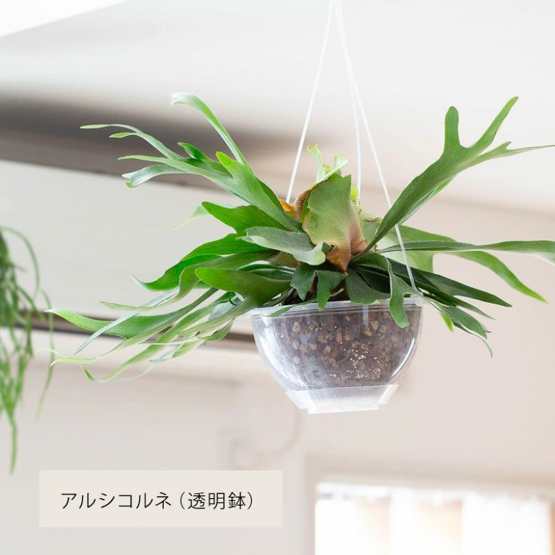 アルシコルネを透明鉢に