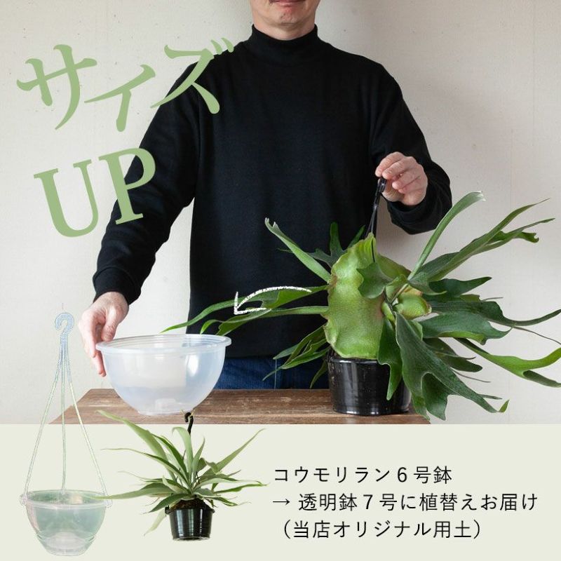 コウモリランを美容室に