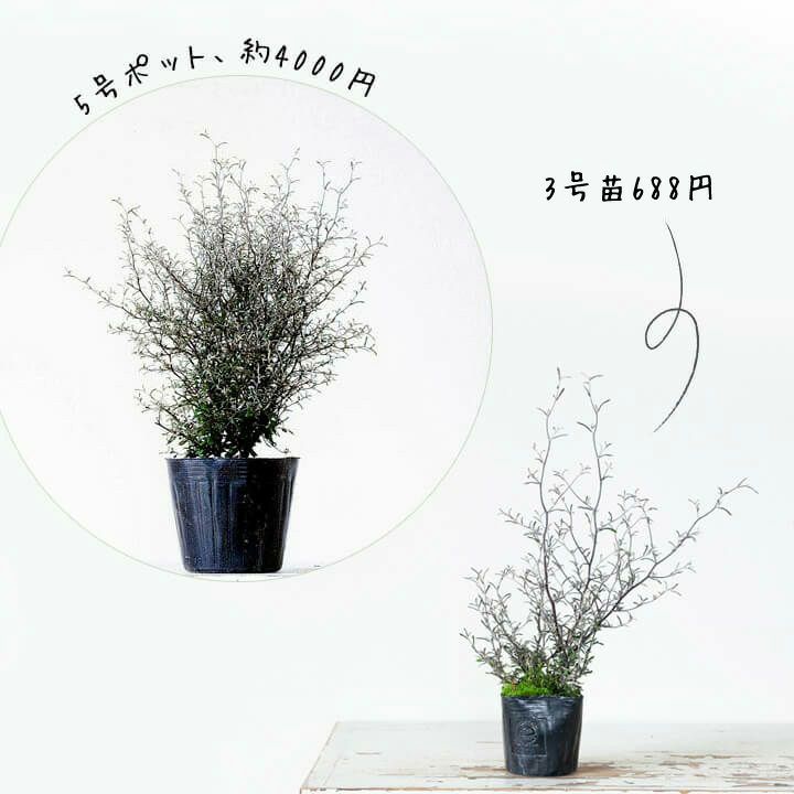コロキア・コトネアスター育て方付き｜e-花屋さん