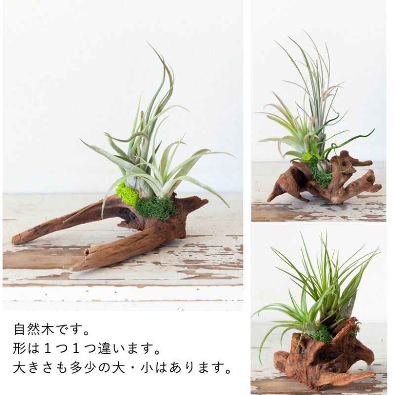 チランジア流木付け　2点セット Amazon.co.jp: 着生植物栽培セット コルクバージョン チランジア