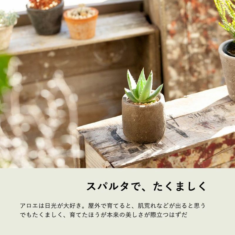 アロエ ペグレラエ Aloe Peglerae 育て方付き E花屋さん