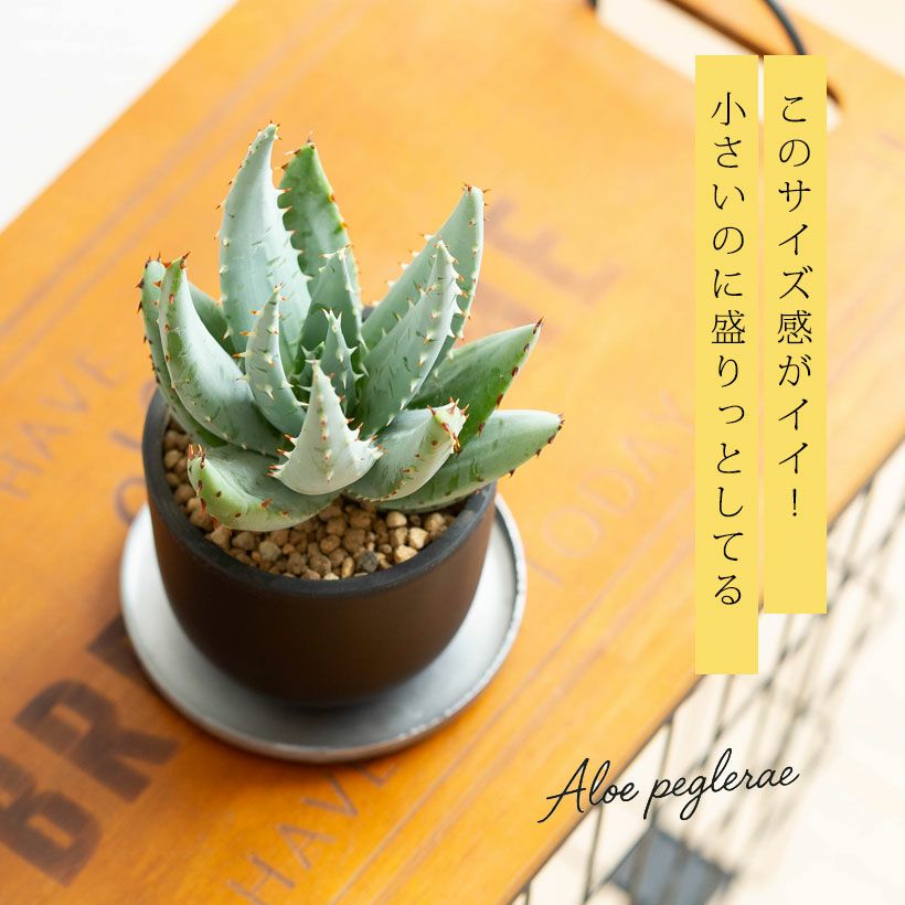 アロエ・ペグレラエ（Aloe peglerae）育て方付き｜e花屋さん