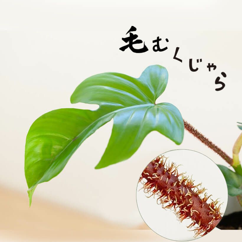 毛が多い観葉植物