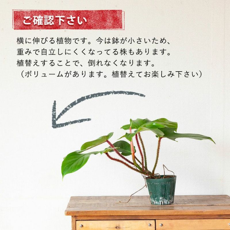 スクアミフェルムを陶器鉢に植え替え