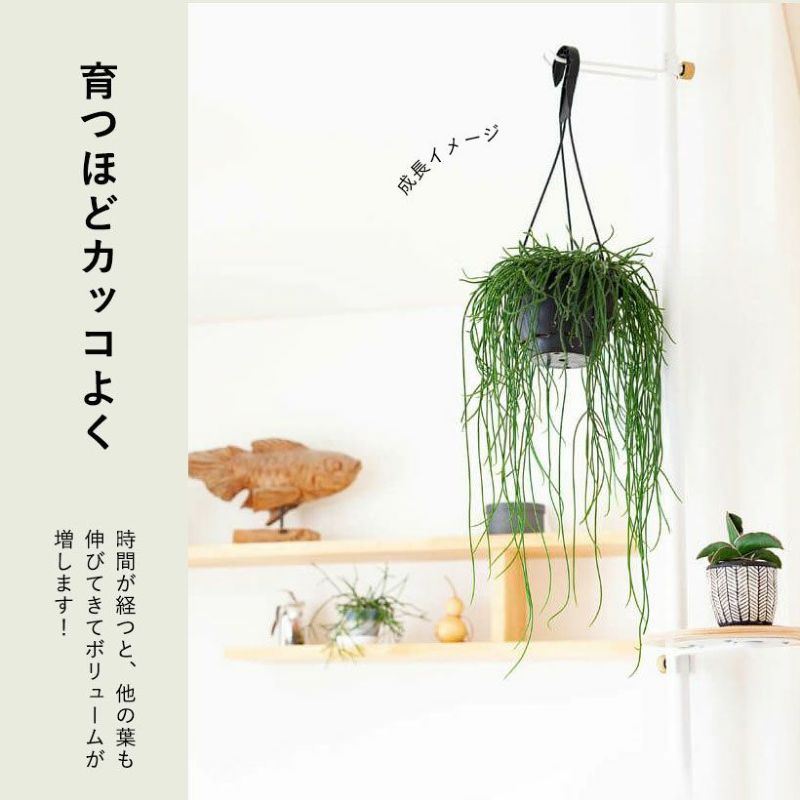 リプサリス・プニセオディスカス（森林サボテン）育て方付き