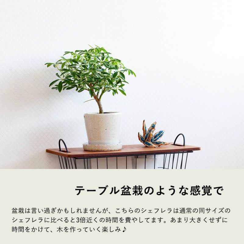 シェフレラ・ムーンドロップ｜育て方付き、コンパクタ斑入り品種