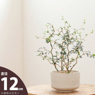 欲しい植木鉢が見つかる！室内外おしゃれプランター専門店