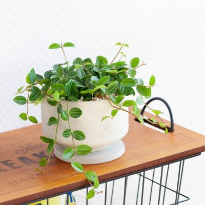 ペペロミア人気14種（育て方付き）観葉植物サダソウ属｜e花屋さん