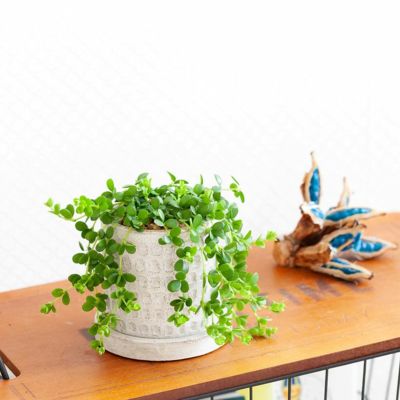 ペペロミア人気14種（育て方付き）観葉植物サダソウ属｜e花屋さん