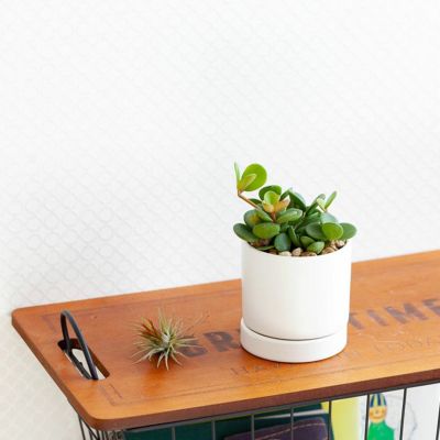 ペペロミア人気14種(育て方付き)観葉植物サダソウ属|e花屋さん ペペロミア人気14種(育て方付き)観葉植物サダソウ属|e花屋さん