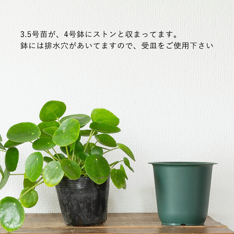 ●お届けは10/27～これ、面白い！手作り。流木チップ素材をもとに作った植木鉢に紐サボテン（リプサリス）を植えてみました。一般の花屋では中々見る事ができない、作家物のような逸品！【観葉植物多肉植物サボテン】