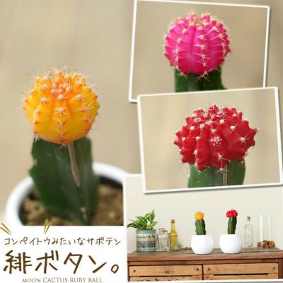 カラフルなサボテン ヒボタン【※サボテンの色はお任せとなります】観葉植物