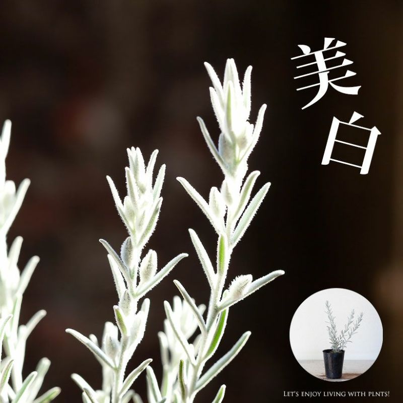 エレモフィラニベア・ホイップクリーム(白花)寄せ植え用2.5号 エレモフィラニベア・ホイップクリーム(白花)寄せ植え用2.5号