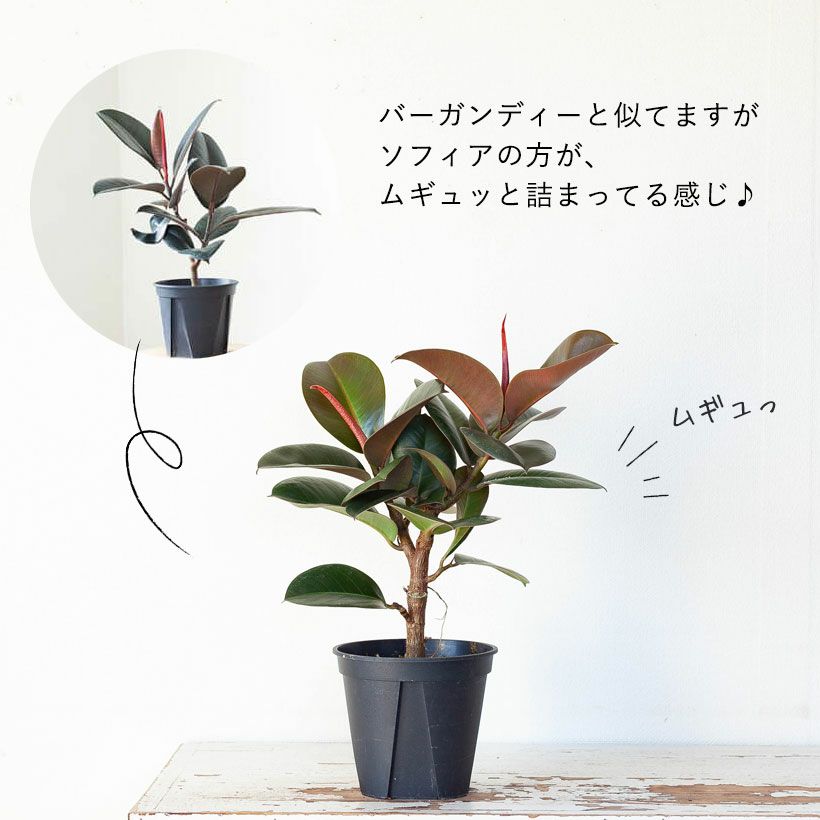 観葉植物、ゴムの木はソフィアがお勧め！黒ゴムよりコンパクト