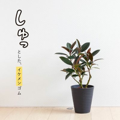 ゴムの木おすすめ8品種！育て方・飾り方例も掲載｜e-花屋さん