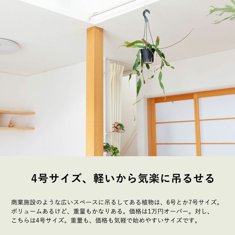 レピスミウムホーレティアナム育て方付き｜吊るす観葉植物e花屋