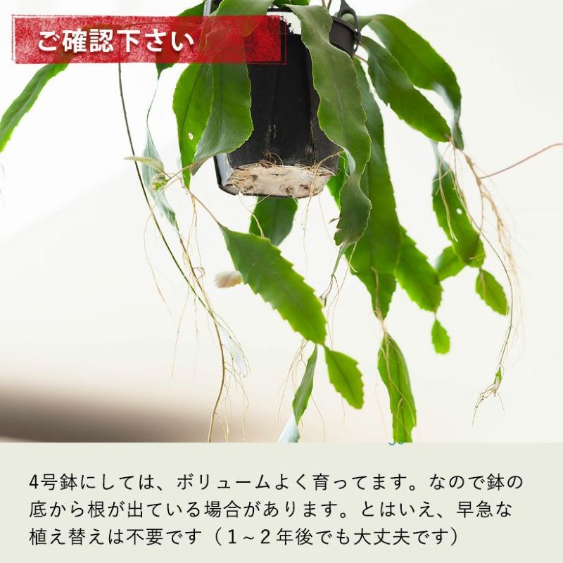 レピスミウムホーレティアナム育て方付き｜吊るす観葉植物e花屋