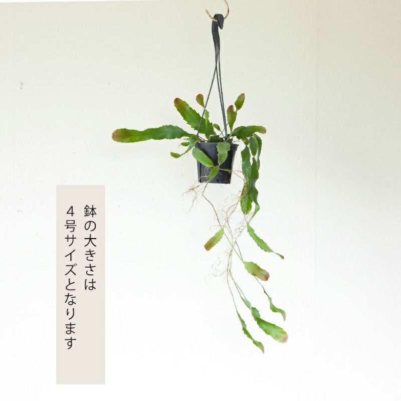 レピスミウムホーレティアナム育て方付き｜吊るす観葉植物e花屋