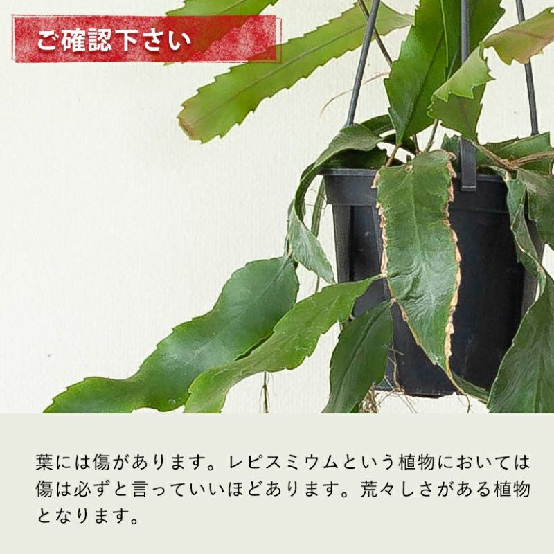 レピスミウムホーレティアナム育て方付き｜吊るす観葉植物e花屋