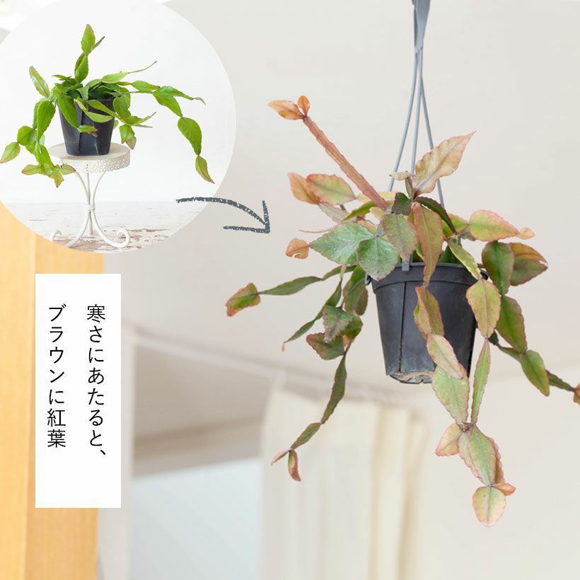 初心者におすすめハンギングプランツ「リプサリスエリプティカ」