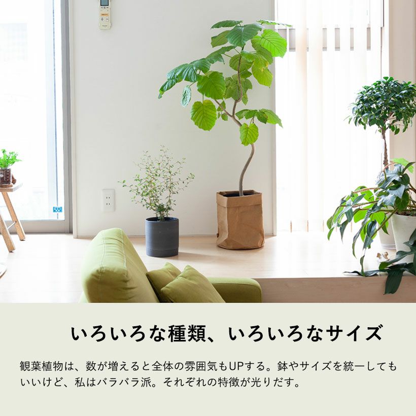 ソフォラを陶器に植え替えたイメージ