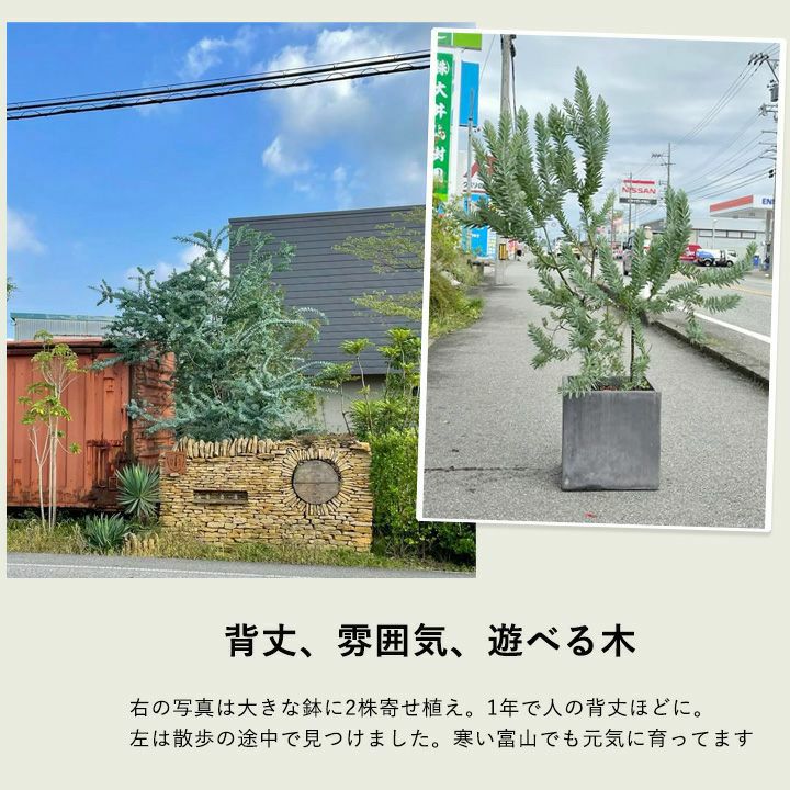 パールアカシア（真珠葉）の鉢植え・育て方付き｜e-花屋さん