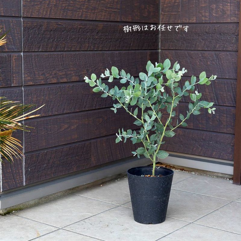 パールアカシア(真珠葉)の鉢植え・育て方付き|e-花屋さん パールアカシア(真珠葉)の鉢植え・育て方付き|e-花屋さん