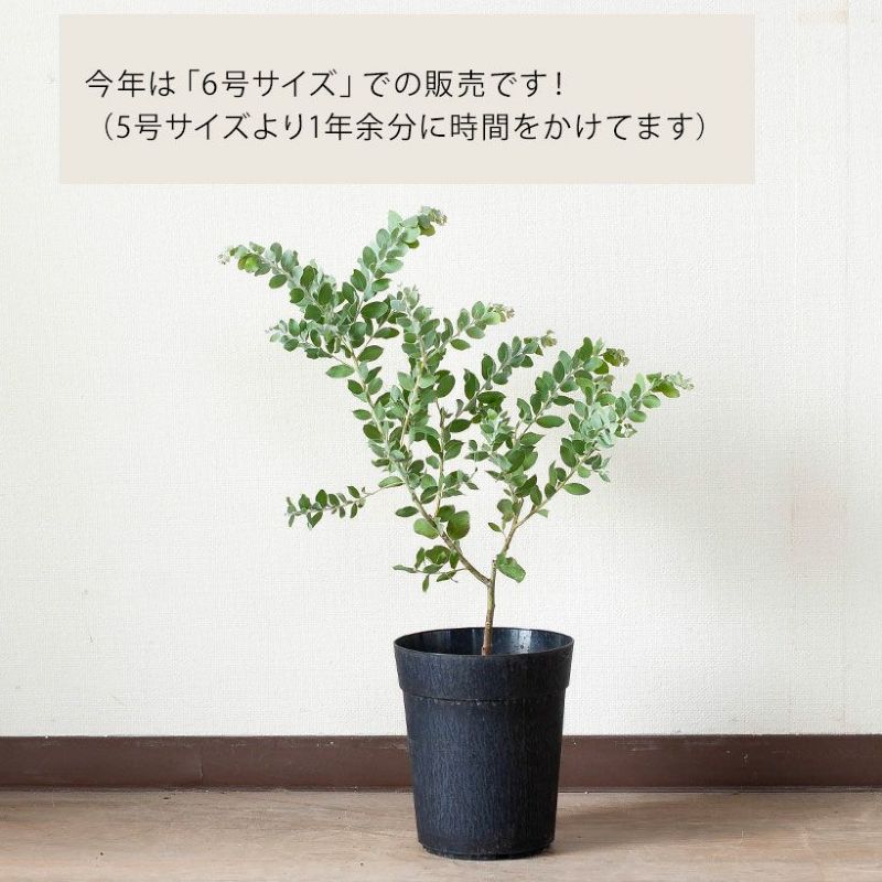 パールアカシア(真珠葉)の鉢植え・育て方付き|e-花屋さん パールアカシア(真珠葉)の鉢植え・育て方付き|e-花屋さん