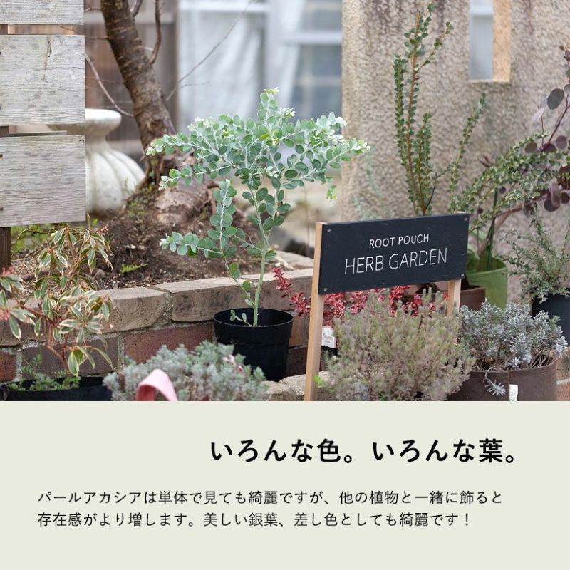 パールアカシア(真珠葉)の鉢植え・育て方付き|e-花屋さん パールアカシア(真珠葉)の鉢植え・育て方付き|e-花屋さん