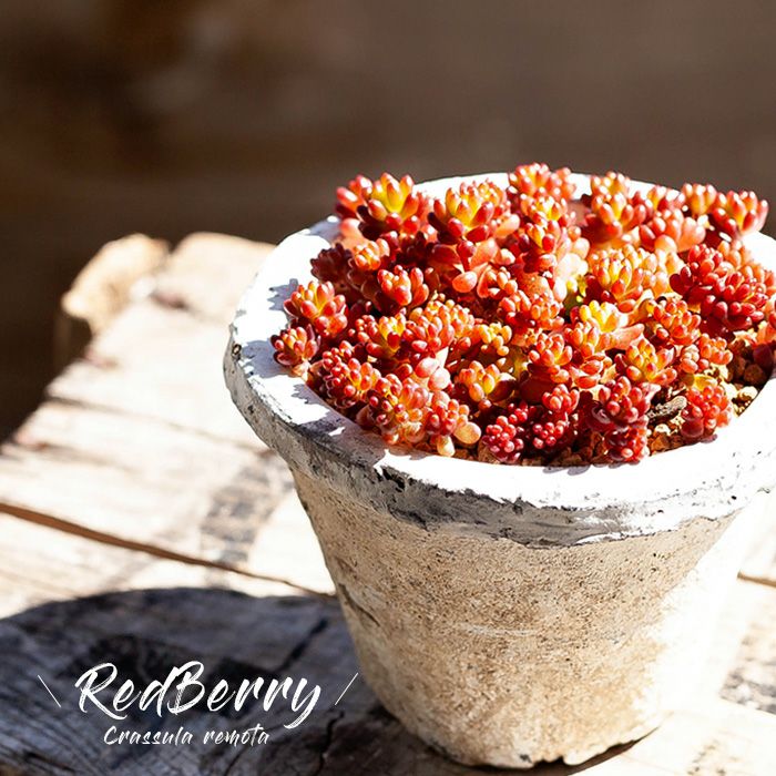 多肉を素焼き鉢で！使い古した感。モスポットにレッドベリー