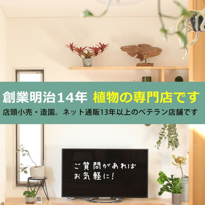 水受け皿の代用に！四角のおしゃれ木製コースター｜鉢植え植物に
