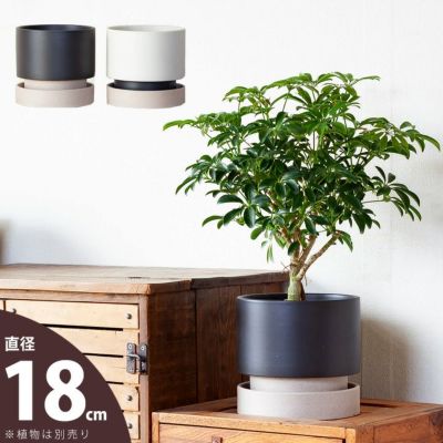 深鉢   太小２枚 深鉢 太小2枚