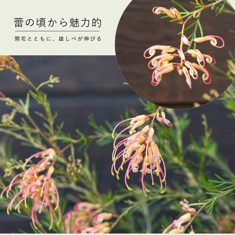 グレビレアセンパフローレンスの花