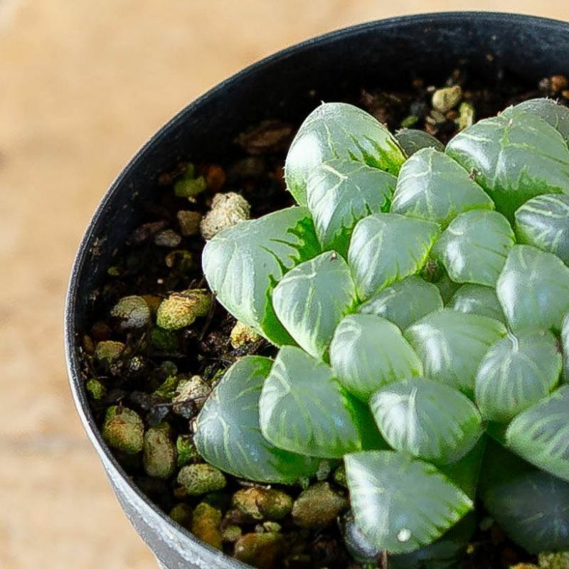 ハオルチア・オブツーサ トゥルンカータ（育て方付き）e花屋さん