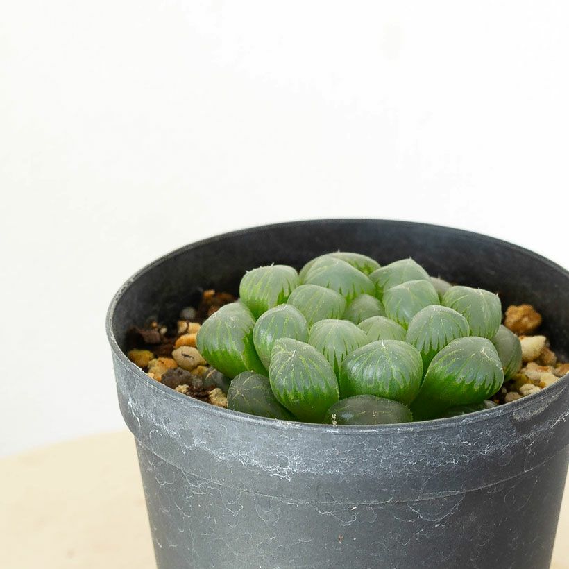 多肉植物　ハオルチア　オブツーサ ☆特価☆多肉植物：ハオルチア 光るオブツーサ*M 幅5cm | サボテン