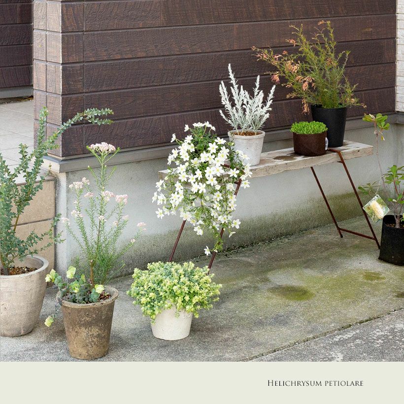 ヘリクリサム・ライムミニ耐寒性があり育てやすい品種｜e花屋