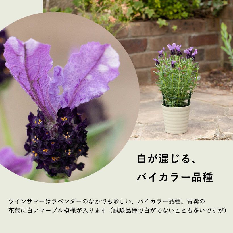 ラベンダーツインサマー｜紫の花苞に白が混じる、バイカラー種