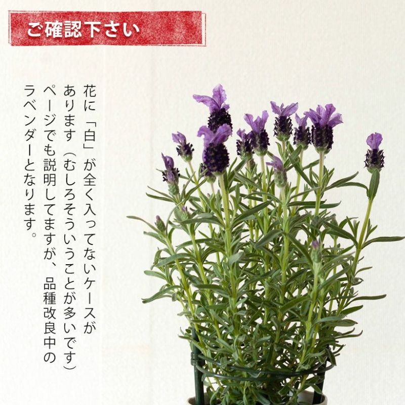 ラベンダーツインサマー｜紫の花苞に白が混じる、バイカラー種