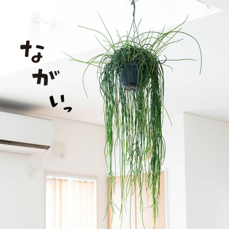 リプサリス 葉がとっても長いプニセオディスクス（リプサリス）