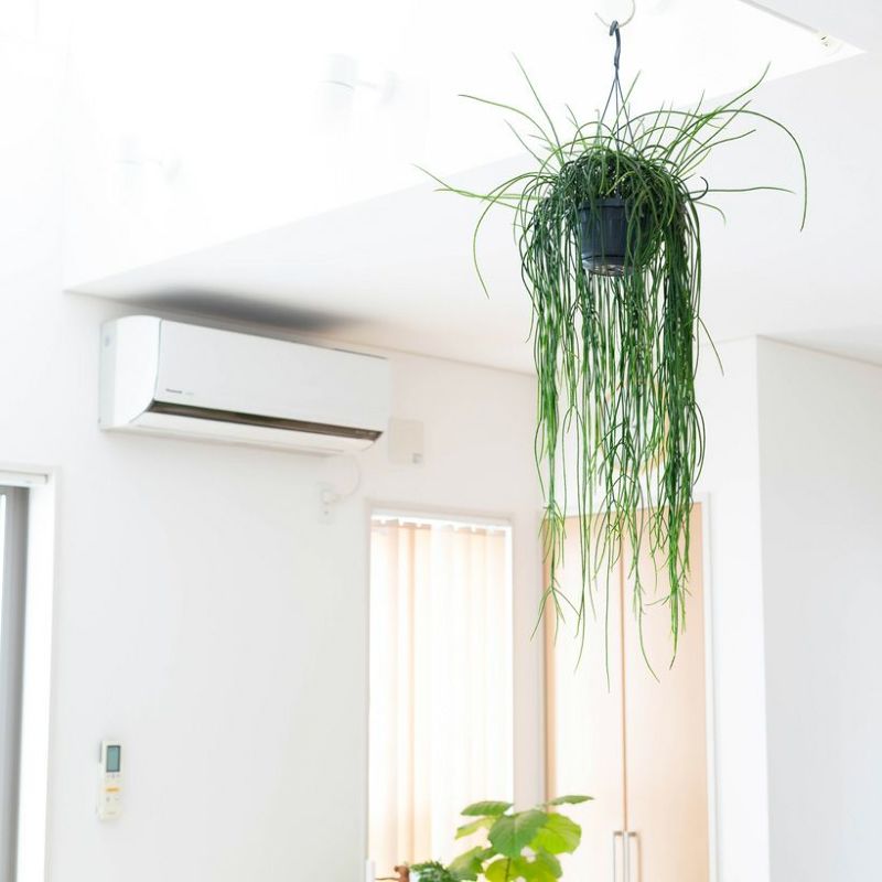 リプサリス　プニセオディスクス　鉢ごと発送！ リプサリス プニセオディスクス 鉢ごと発送！ リプサリス プニセオ