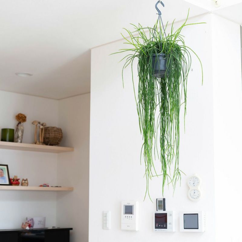 葉がとっても長いプニセオディスクス（リプサリス）