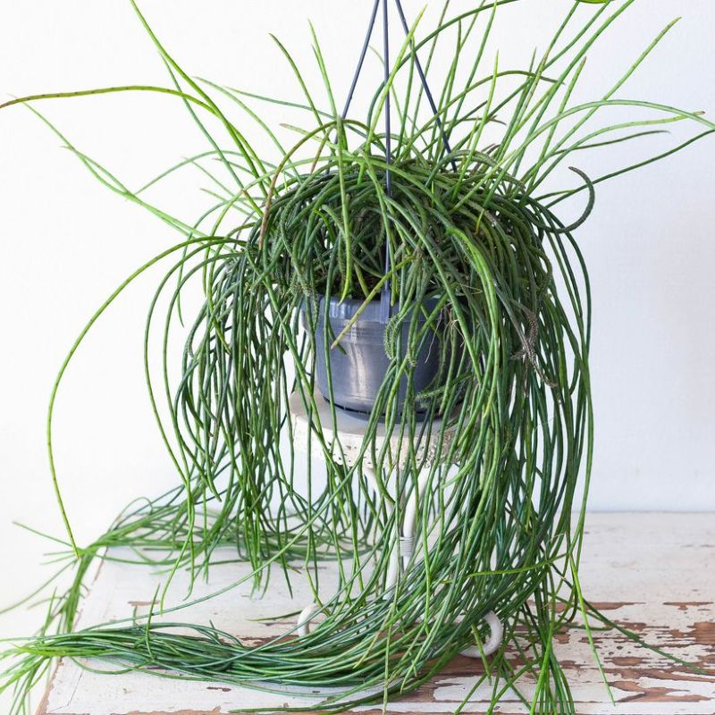 リプサリス プニセオディスカス 【観葉植物 7号吊り鉢／1個売り