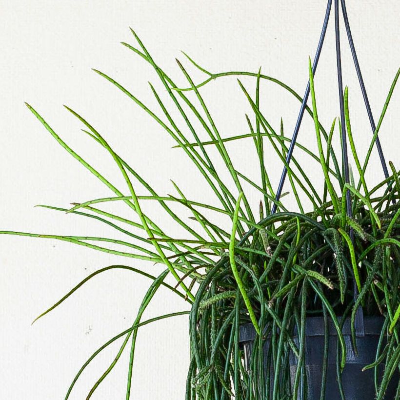 葉がとっても長いプニセオディスクス（リプサリス）