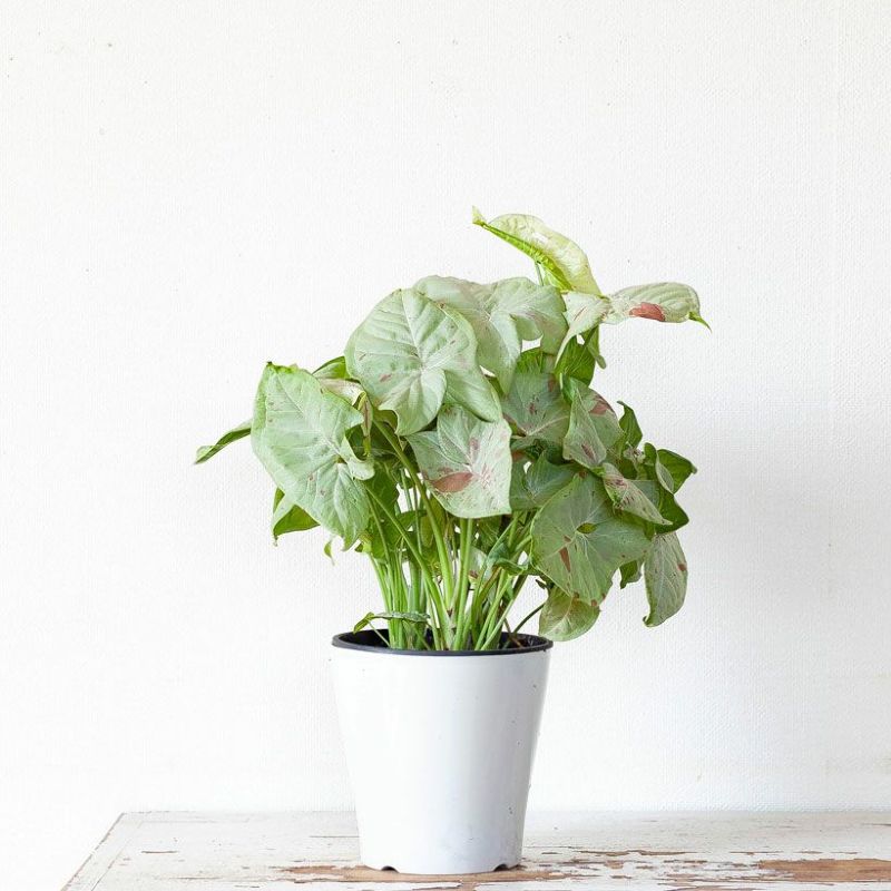 シンゴニウム おしゃれ 観葉植物：シンゴニューム ミルク