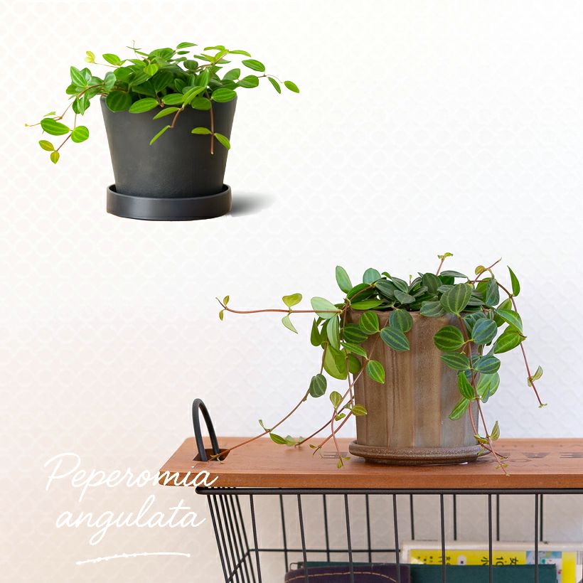 ミニ観葉植物（黒鉢）おしゃれ樹脂POT！店長おすすめ！ e花屋