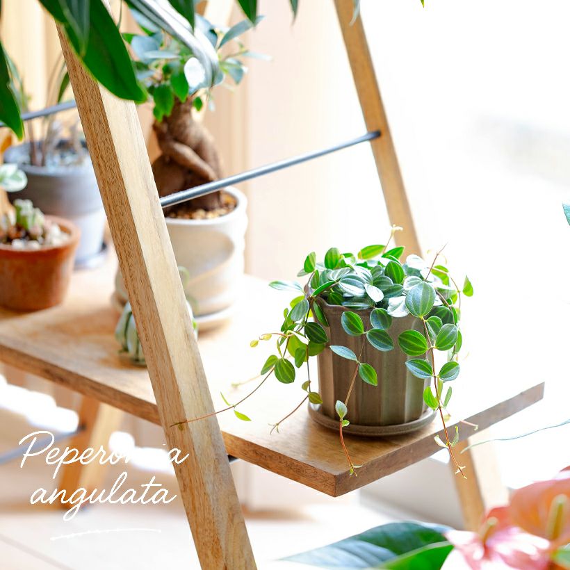 ミニ観葉植物（黒鉢）おしゃれ樹脂POT！店長おすすめ！ e花屋