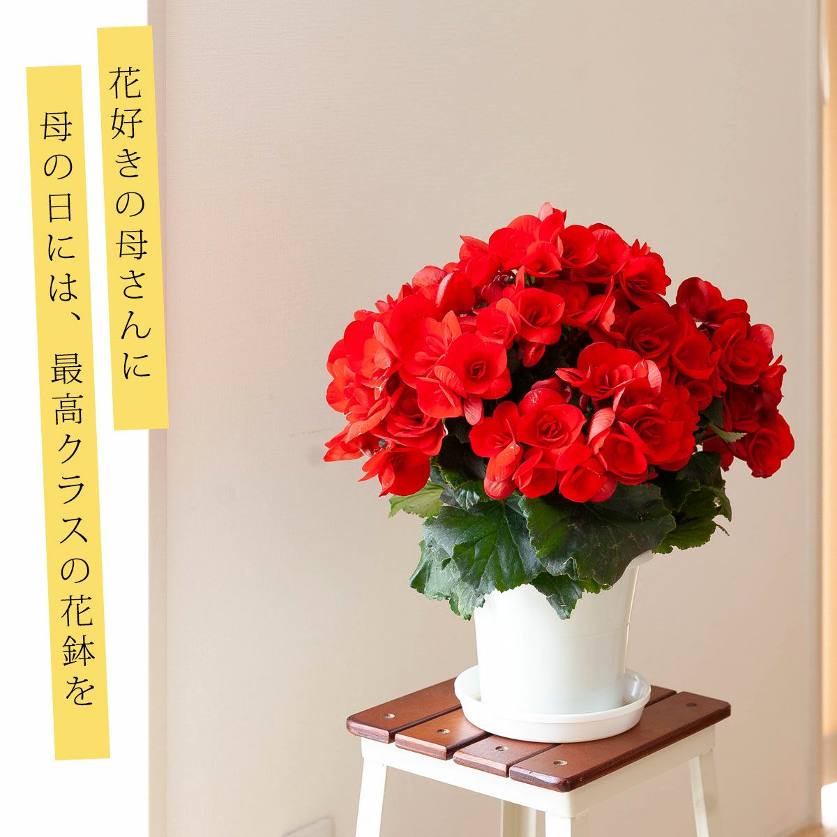 母の日のプレゼント｜60代～70代に喜ばれる豪華な花鉢｜e-花屋