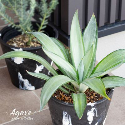 000000006711-01-m.jpg?t=